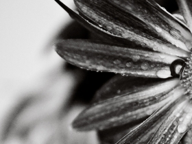 flower-00001.jpg